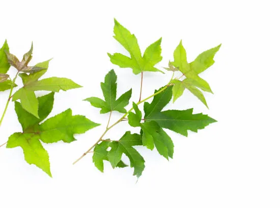 Copalme d'amérique 'Cepee'