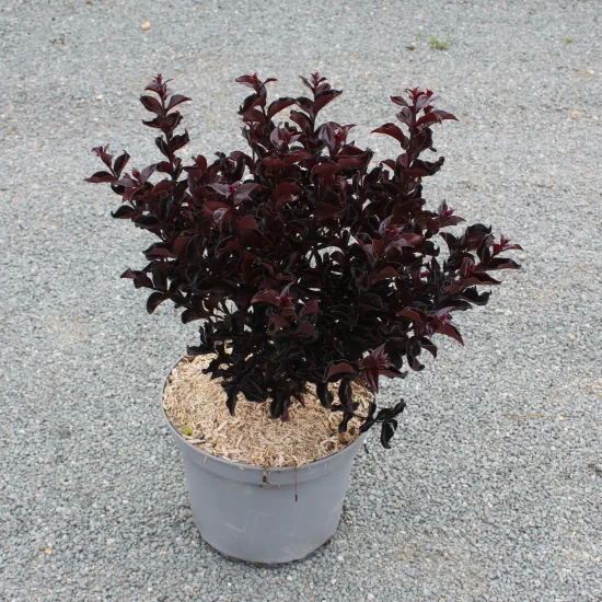 Lilas des indes 'Raspberry sorbet'