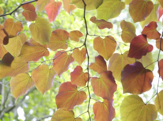 Arbre caramel