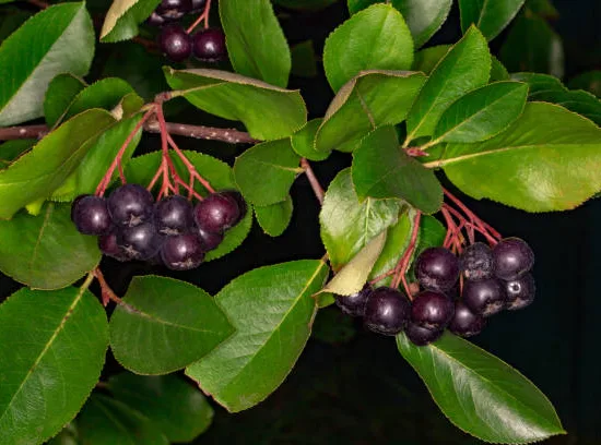 Cassissier 'Black down'