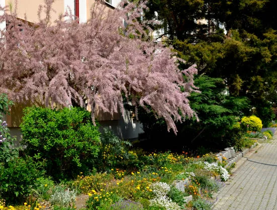Tamaris de printemps 'Tetrandra'