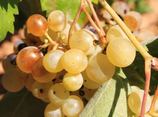 Vigne 'De table chasselas dore '