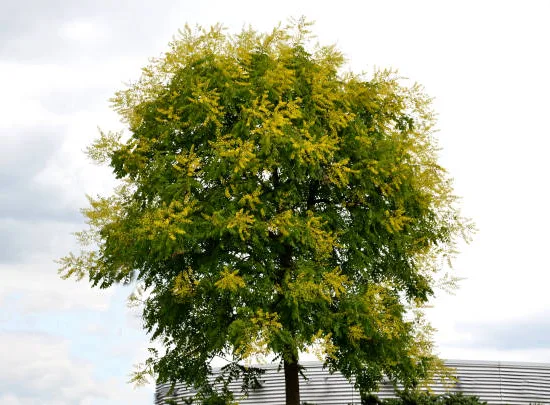 Sureau 'Goldenrain'