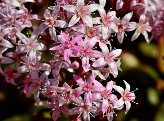 Abelia à grandes fleurs Sparking silver