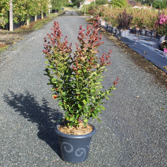 Lilas des indes 'Berlingot menthe'