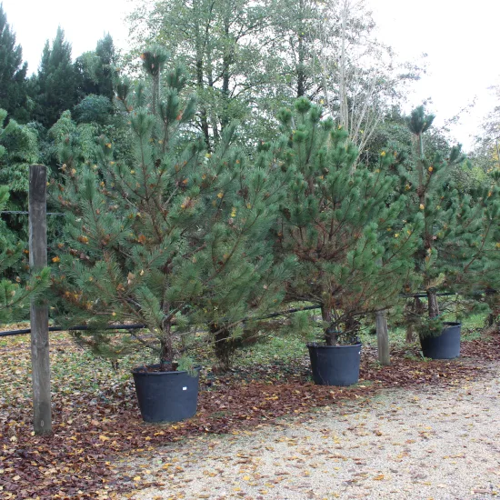Pin noir 'Austriaca'