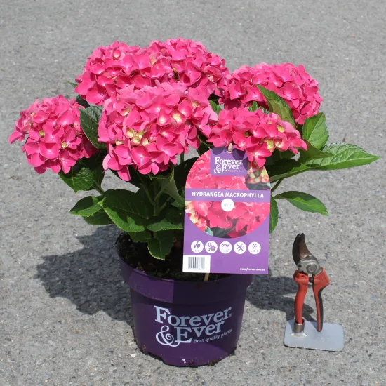 Hortensia 'Forever and ever rouge'