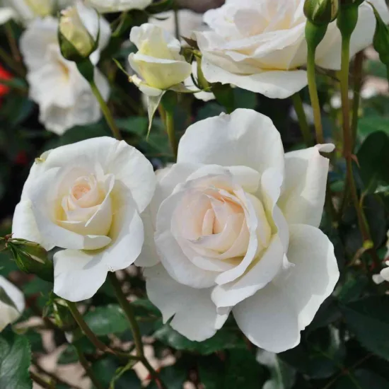 Rosier 'Grand nord '
