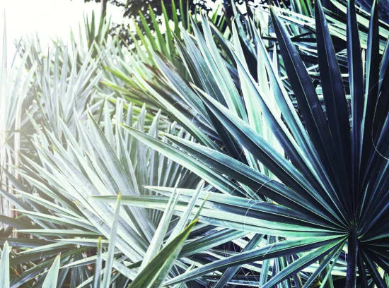 Yucca bleu