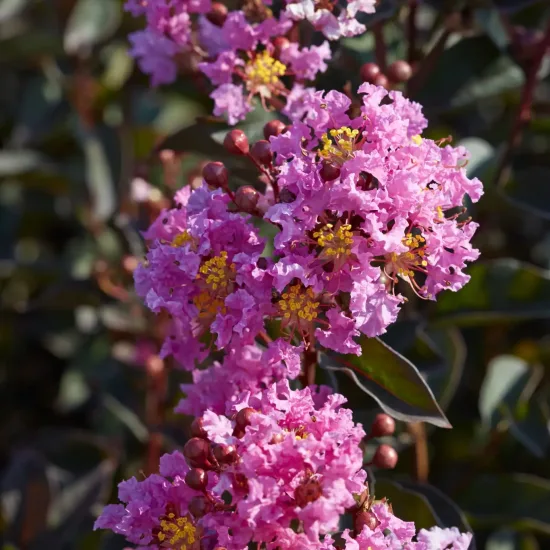 Lilas des indes 'Lavender lace'