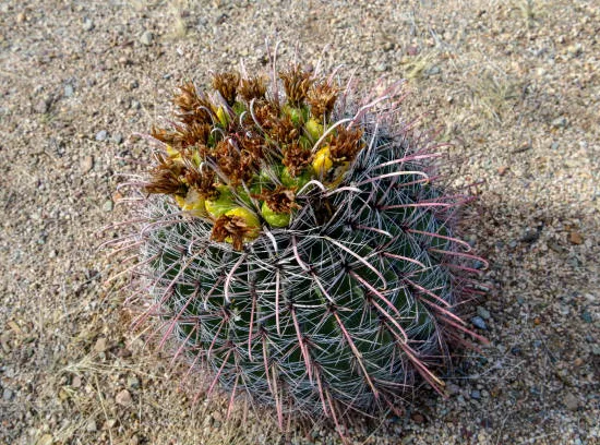 Cactus tonneau