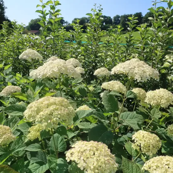 Hortensia de virginie 'Lime rickey'