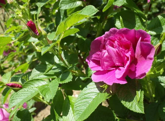 Rosier 'Emotion'