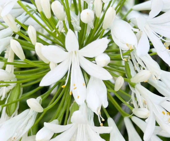 Agapanthe 'Bridal bouquet'