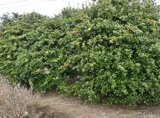 Houx mutchagara 'Kanehirae'