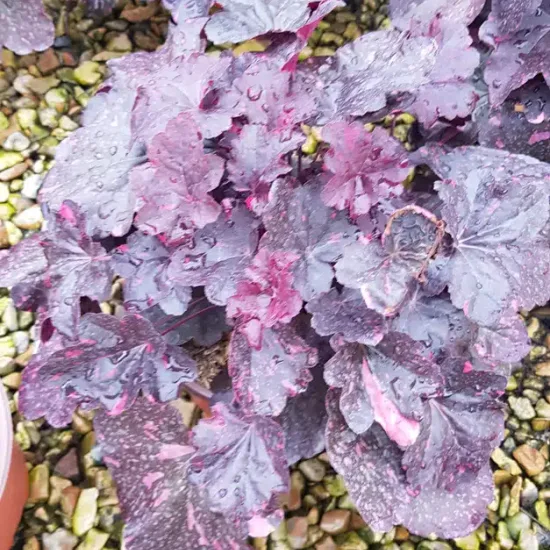 Heuchères 'Midnight rose selec'