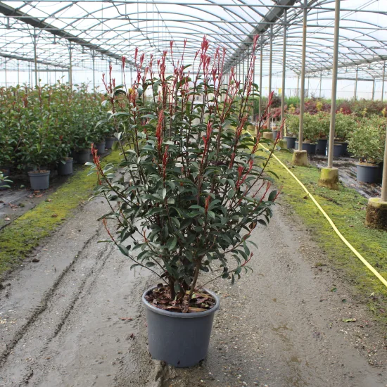 Photinia Fraseri Carré Rouge