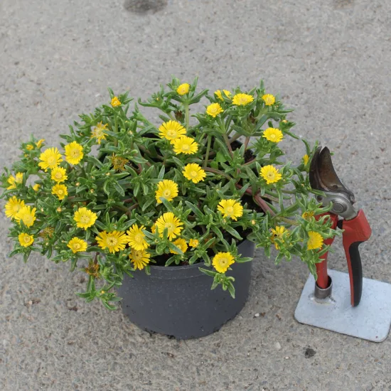 Pourpier vivace 'Golden wonder'