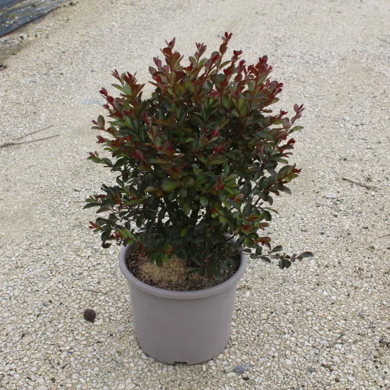 Lilas des indes 'Red imperator'