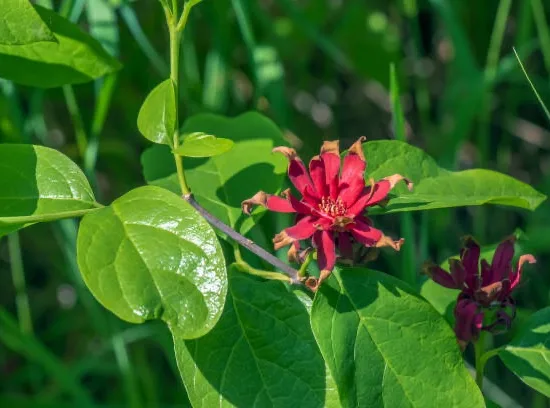 Calycanthus floridus