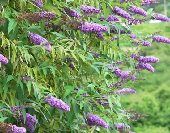 Arbre aux papillons 'lila'
