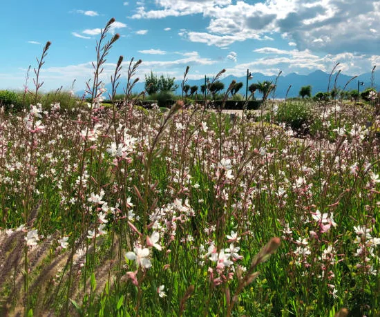 Gaura