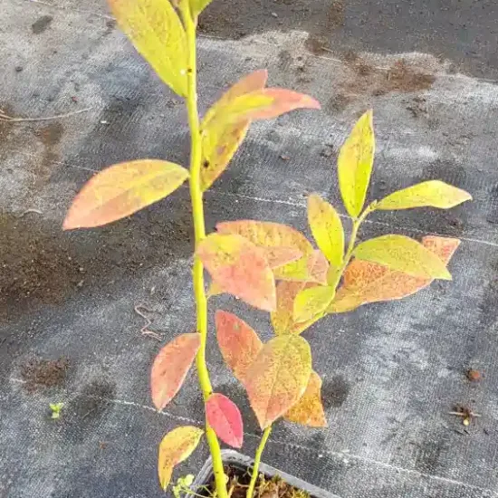 Myrtille arbustive 'Blue crop'