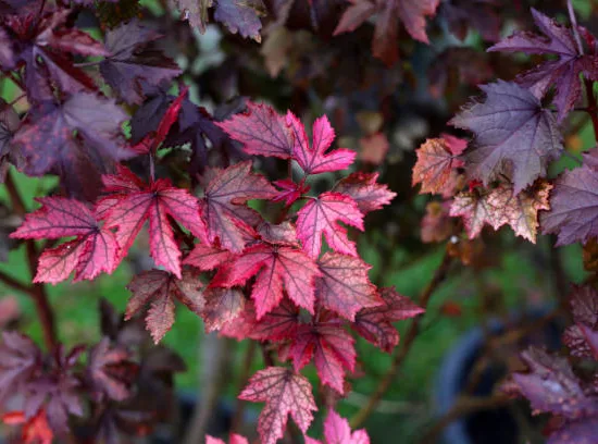 Érable rouge 'Brandywine'