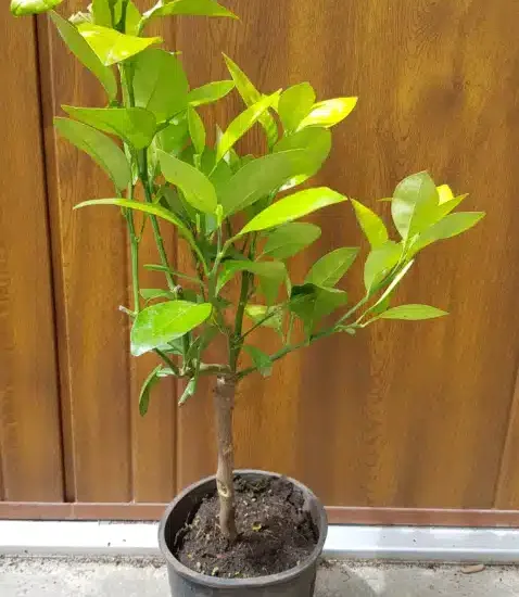 Pomelos 'Jaune'