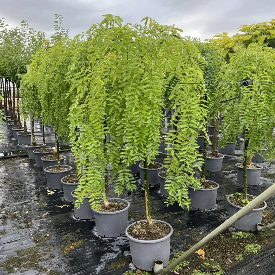 Sophora du japon pleureur 'Pendula'