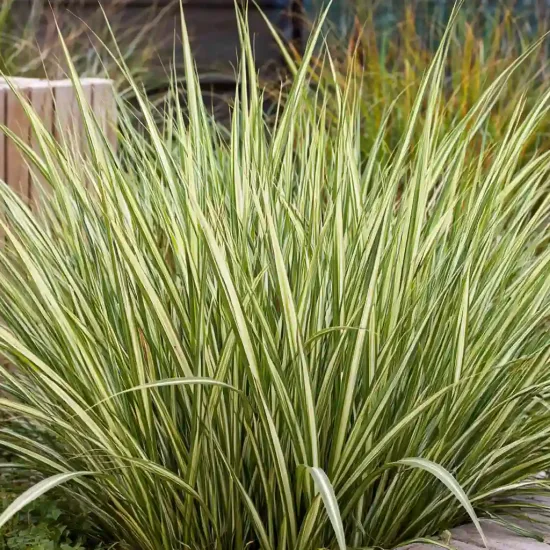 Iris espagnol 'Milky way'