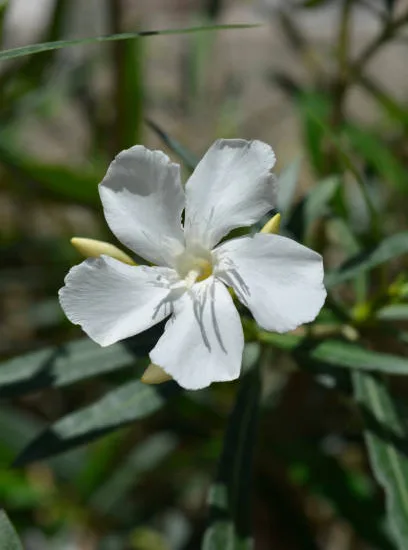 Laurier-rose 'Petite white blanc simple'