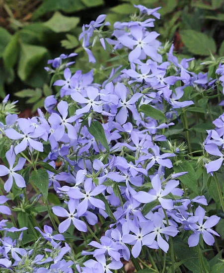 Dentelaire du Cap bleu