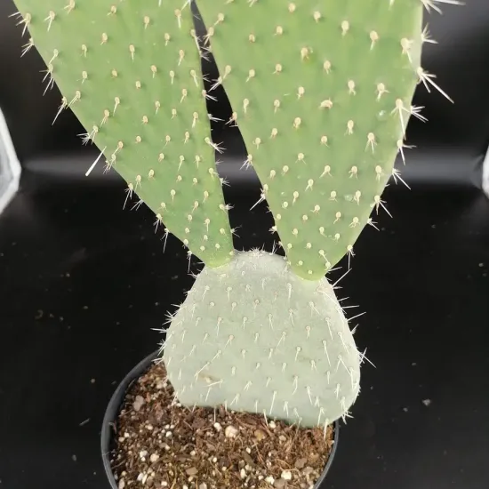 Figuier de barbarie 'Xoconostle'