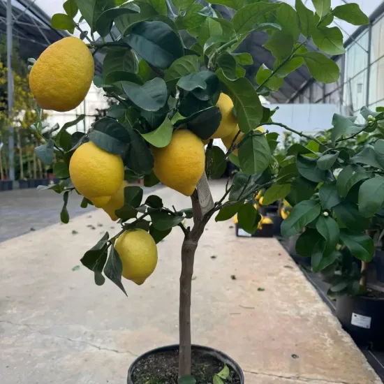 Citronnier 'Carrubaro'