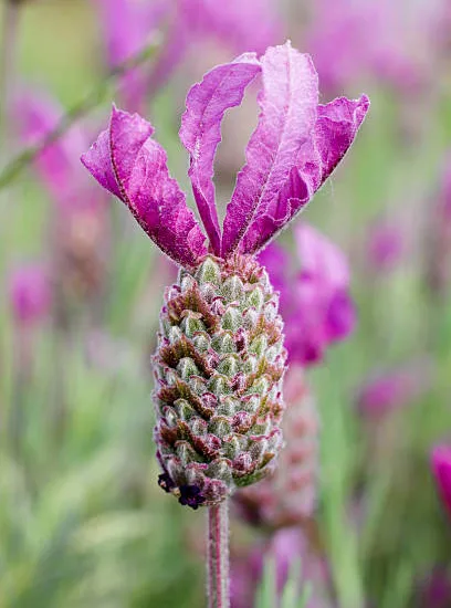 Lavande papillon 'Willowvale'