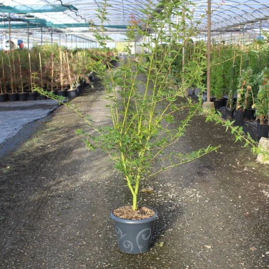Érable du japon 'Katsura'