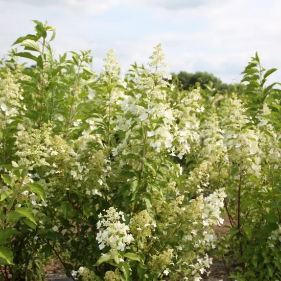 Hortensia paniculé 'Kyushu'
