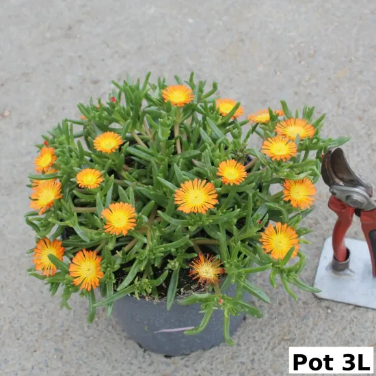 Pourpier vivace 'Orange wonder'