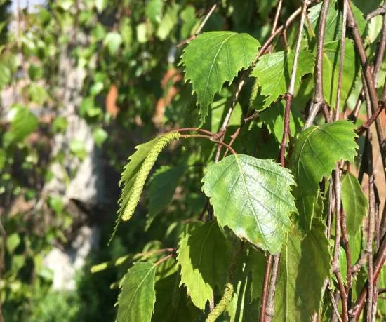 Bouleau verruqueux 'Cepee'