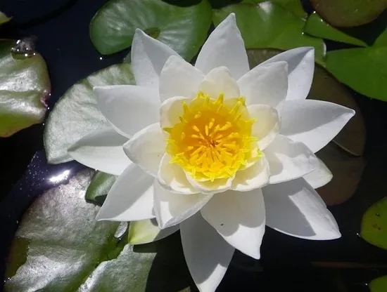Nénuphar 'Gladstoniana'