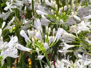 Agapanthe Africaine 'Blanche'