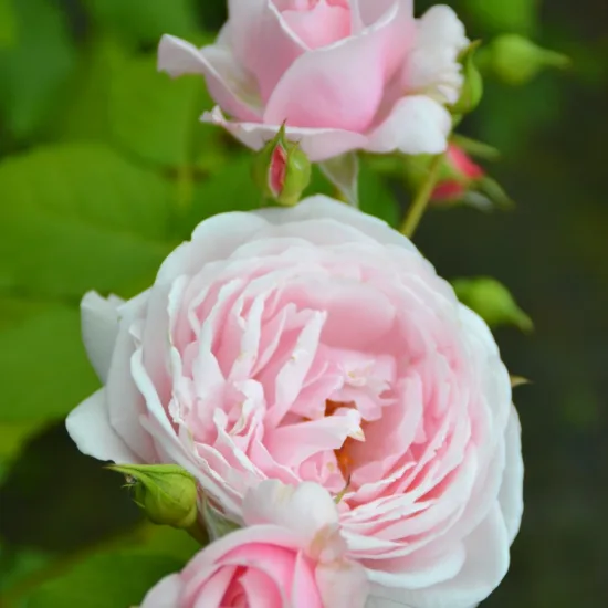 Rosier 'Nahema '