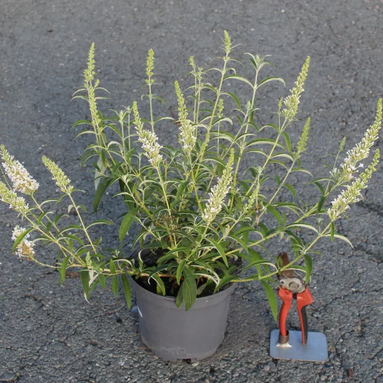 Arbre aux papillons 'white profusion'