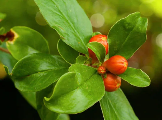 Grenadier 'Legrelleae'
