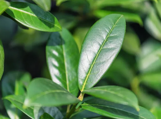 Laurier palme 'Caucasica greentorch'