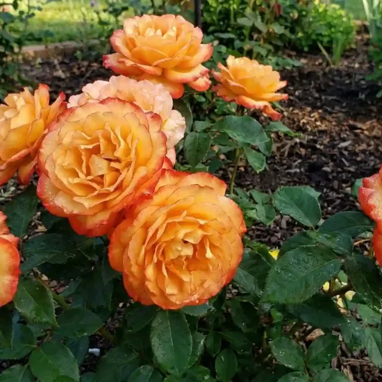 Rosier 'Soledad '