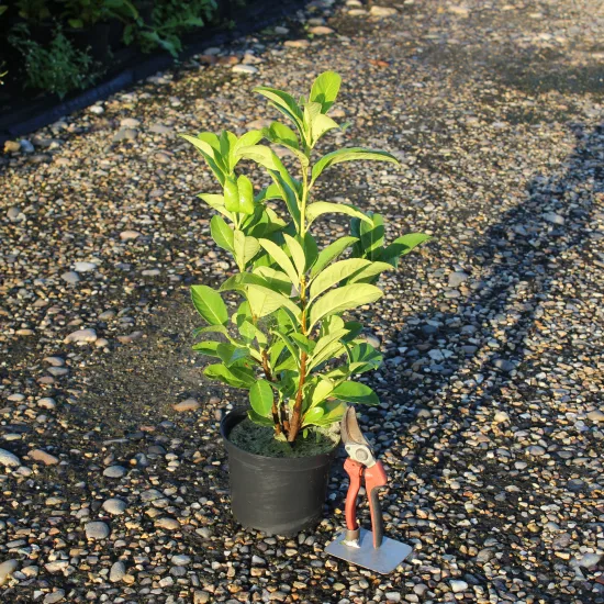 Laurier palme 'Rotundifolia'