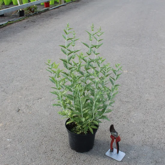 Sauge de sibérie 'Blue spire'