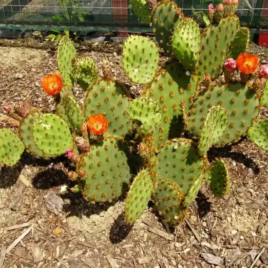 Opuntia  aciculata